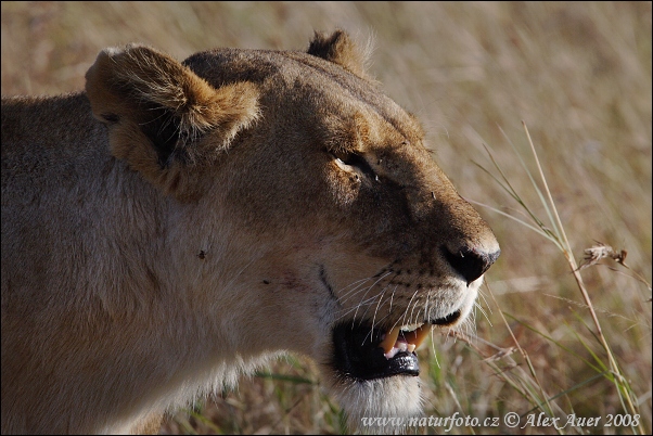 Lev púšťový (Panthera leo)