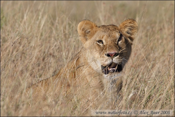 Lev púšťový (Panthera leo)