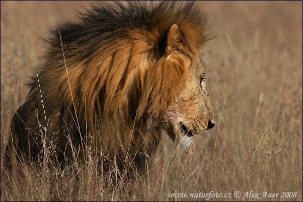 Lev púšťový (Panthera leo)