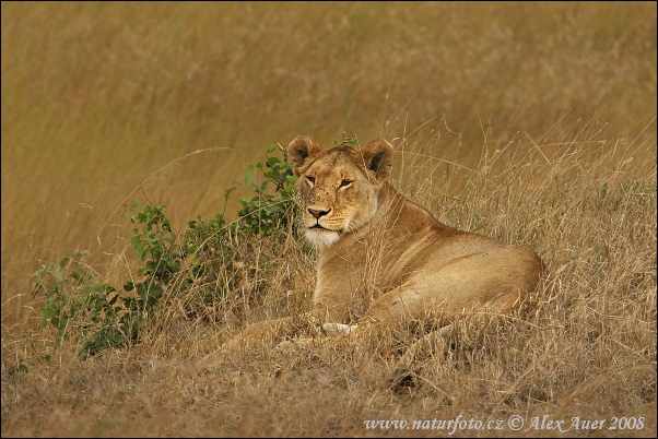 Lev púšťový (Panthera leo)