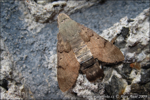 Lišaj marinkový (Macroglossum stellatarum)