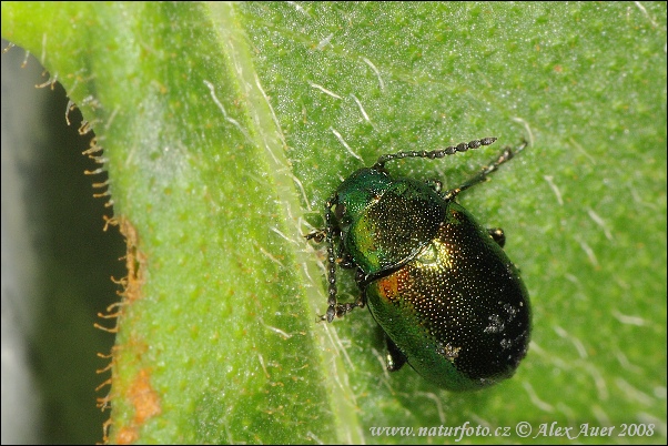 Liskavka (Gastrophysa viridula)