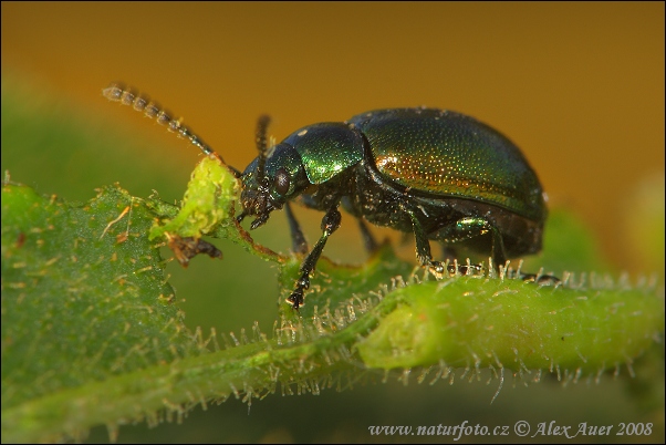 Liskavka (Gastrophysa viridula)