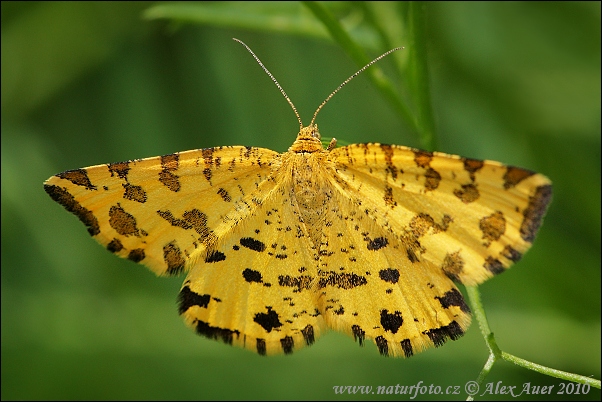 Listnatka hluchavková (Pseudopanthera macularia)