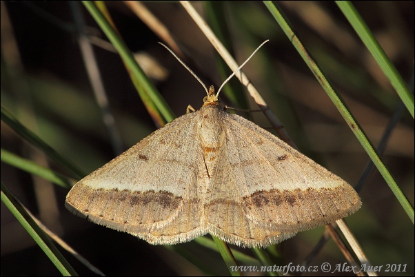 Listnatka ranostajová (Tephrina arenacearia)