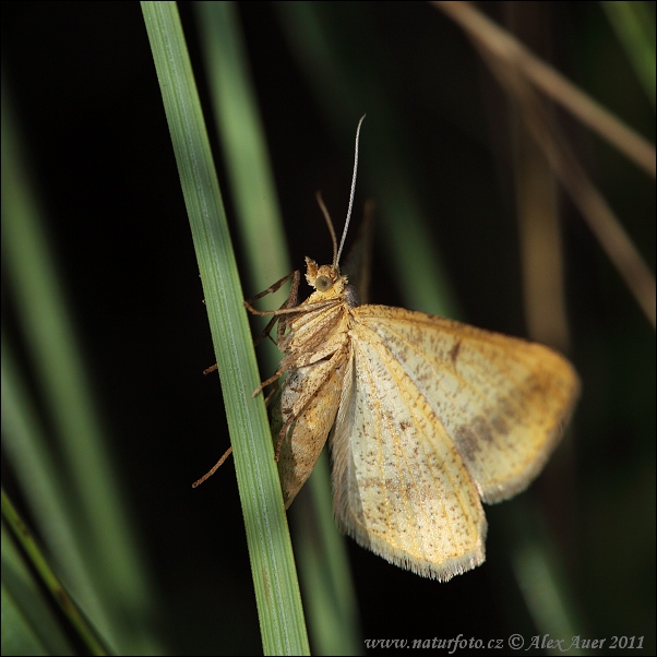 Listnatka ranostajová (Tephrina arenacearia)