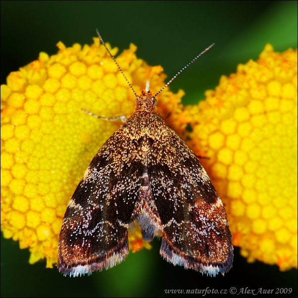 Listomôľka Fabriciova (Anthophila fabriciana)