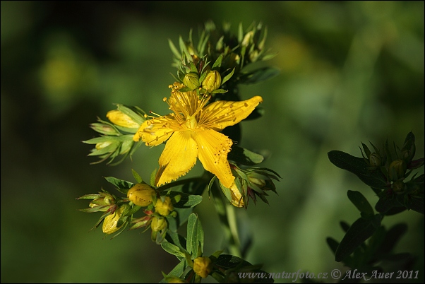 Ľubovník bodkovaný (Hypericum perforatum)