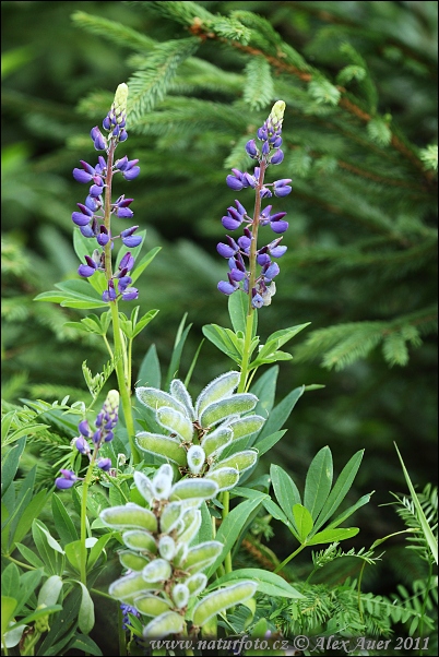 Lupina mnoholistá (Lupinus polyphyllus)