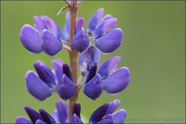 Lupina mnoholistá (Lupinus polyphyllus)