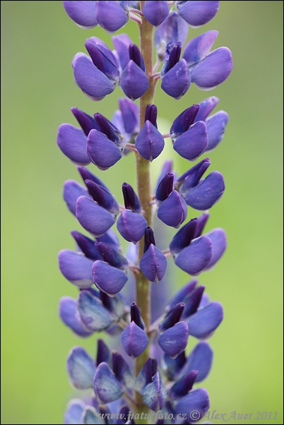 Lupina mnoholistá (Lupinus polyphyllus)