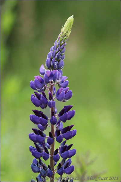 Lupina mnoholistá (Lupinus polyphyllus)