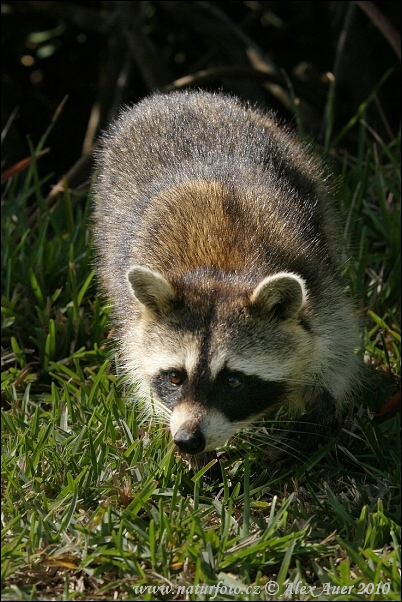 Medvedík čistotný (Procyon lotor)