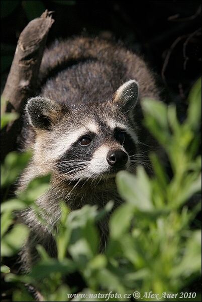 Medvedík čistotný (Procyon lotor)