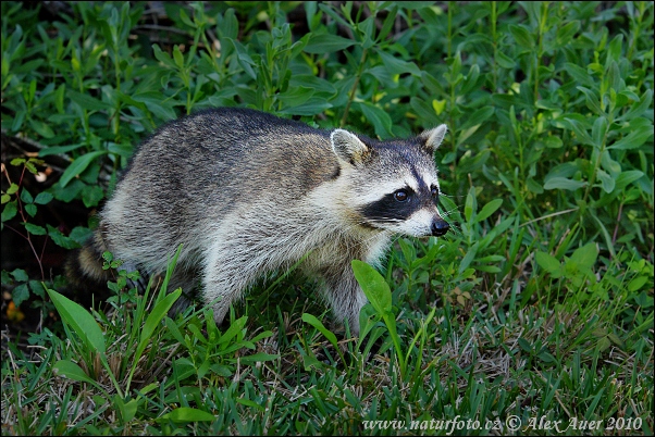 Medvedík čistotný (Procyon lotor)