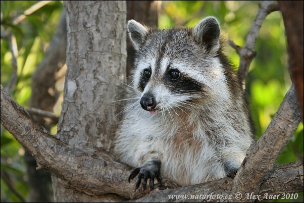 Medvedík čistotný (Procyon lotor)