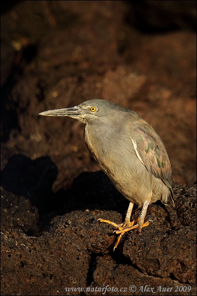 Microlophus albemarlensis (Butorides sundevalli)