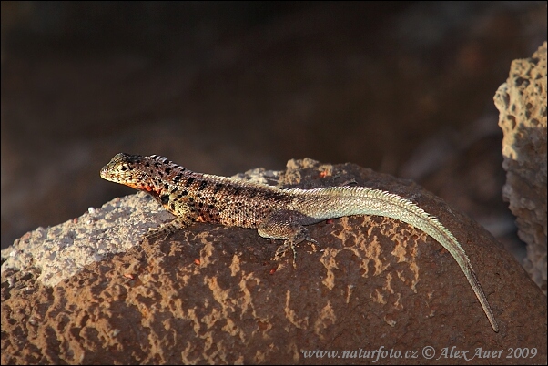 Microlophus albemarlensis (Microlophus albemarlensis)