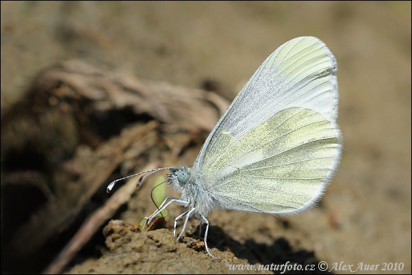 Mlynárik hrachorový (Leptidea sinapis)