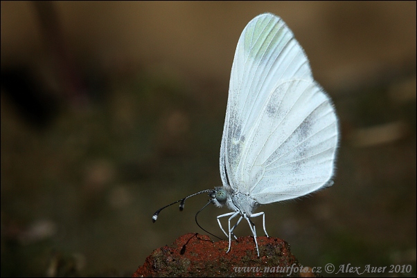 Mlynárik hrachorový (Leptidea sinapis)