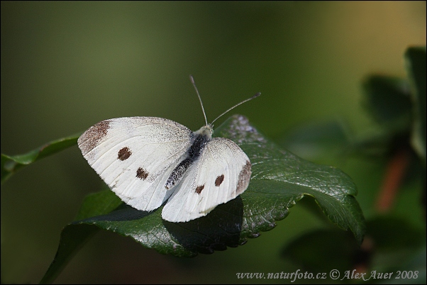 Mlynárik repový (Pieris rapae)