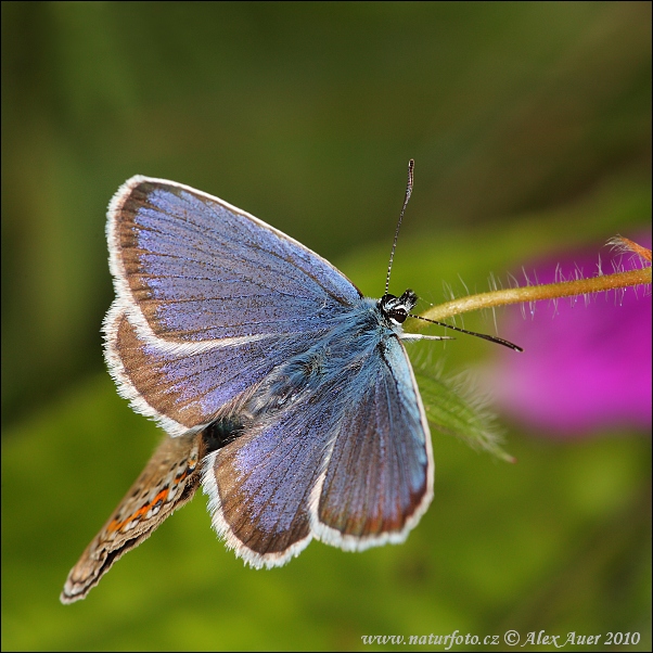 Modráčik čiernoobrúbený (Plebejus argus)