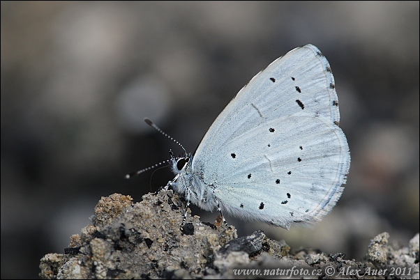 Modráčik krušinový (Celastrina argiolus)