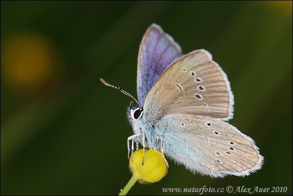 Modráčik lesný (Cyaniris semiargus)