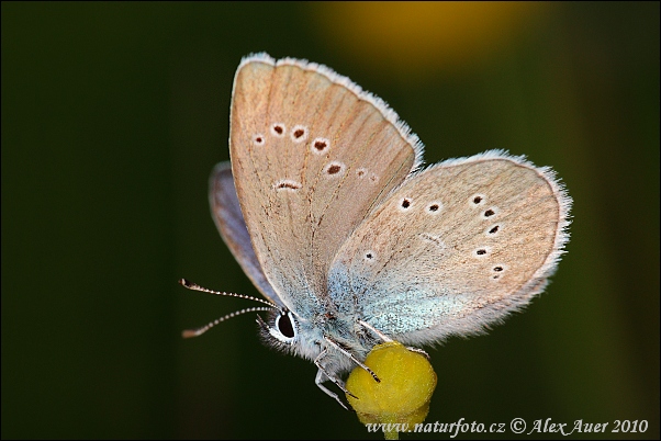 Modráčik lesný (Cyaniris semiargus)