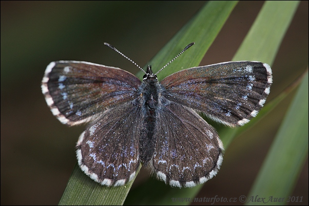 Modráčik rozchodníkový (Scolitantides orion)