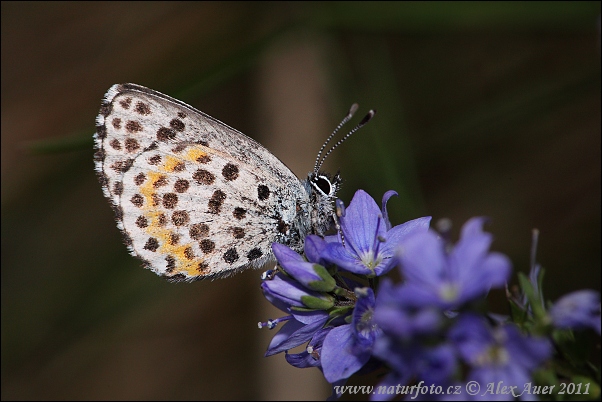 Modráčik rozchodníkový (Scolitantides orion)