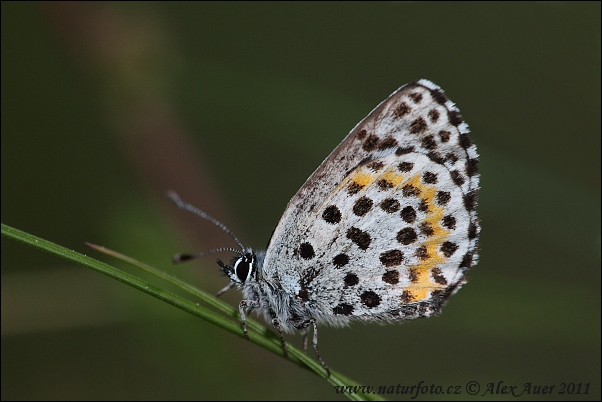 Modráčik rozchodníkový (Scolitantides orion)