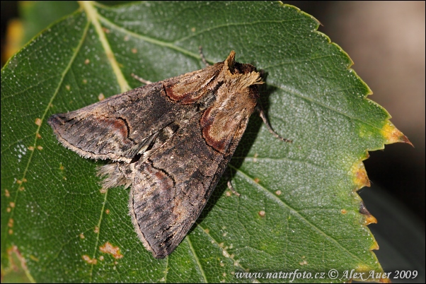 Mora luskáčová (Abrostola asclepiadis)