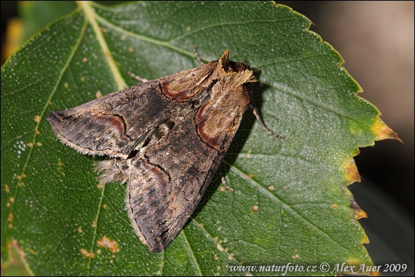 Mora luskáčová (Abrostola asclepiadis)