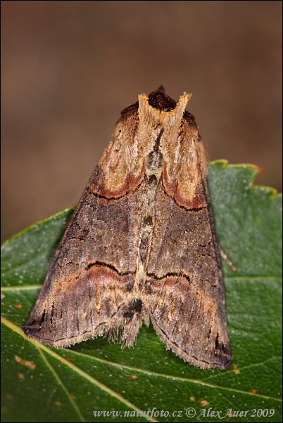 Mora luskáčová (Abrostola asclepiadis)