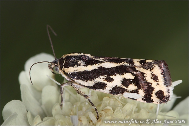 Morička pupencová (Emmelia trabealis)