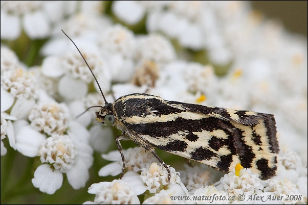 Morička pupencová (Emmelia trabealis)