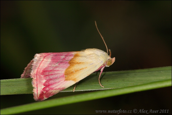 Morička purpurová (Eublemma purpurina)