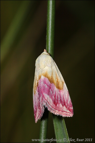Morička purpurová (Eublemma purpurina)
