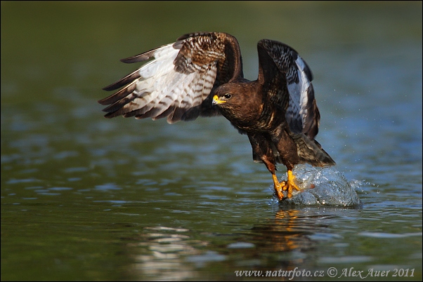 Myšiak lesný (Buteo buteo)