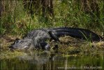 Aligátor severoamerický (Alligator mississippiensis)