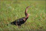 Anhinga africká