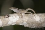 Anolis šedý (Anolis sagrei)