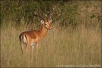 Antilopa Impala