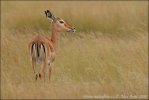 Antilopa Impala