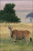 Antilopa losí (Taurotragus oryx)