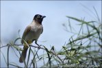 Bulbul arabský (Pycnonotus xanthopygos)