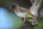 Bulbul zahradní (Pycnonotus barbatus)