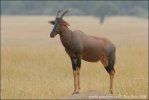 Byvolec lýrorohý (Damaliscus lunatus)