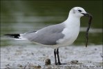 Cajka aztécka (Leucophaeus atricilla)